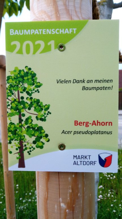 Baumpatenschaft Baumpatenschaft